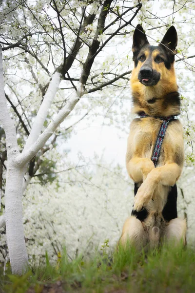 Pastor perro posando en un jardín floreciente de cerezos — Foto de Stock