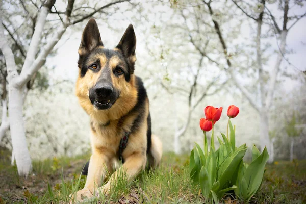 Pastor perro posando en un jardín floreciente de cerezos — Foto de Stock