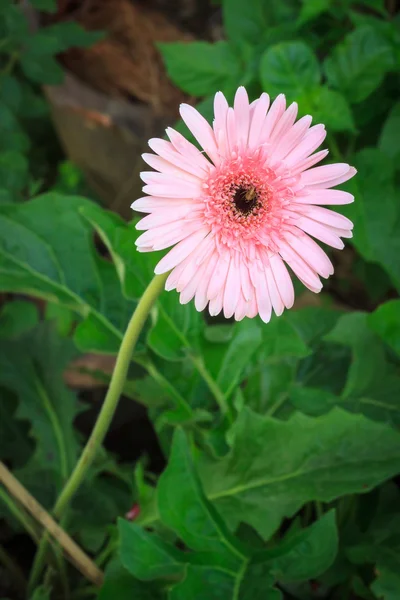 Květina růžová gerbera. — Stock fotografie