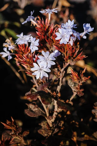 Bilimsel adı "Ceratostigma stapfianum Hoss.", türler fou - Stok İmaj