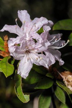 Çiçek açan ormangülü closeup ormandaki Tayland Kuzey.