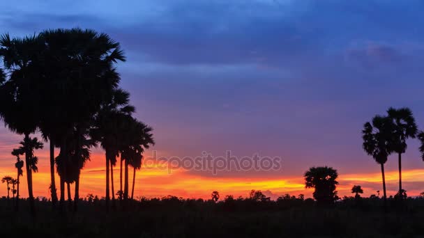 4K Timelapse, silhouette of sugar palm in twilight sky. — Stock Video