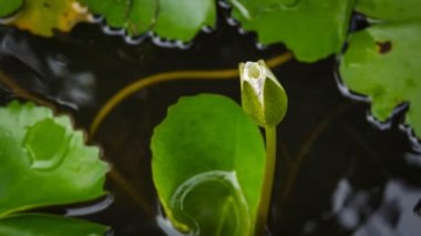 4 k Timelapse, Balık kase içinde blossoming Lotus çiçeği.