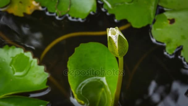 4K Timelapse, fleur de lotus fleurissant dans un bol à poisson . — Video