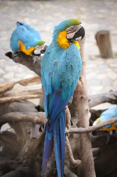Çift bule vahşi papağan. — Stok fotoğraf