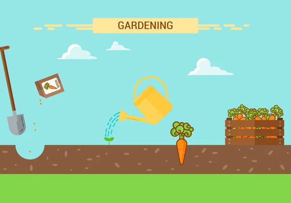 Plantas Infografía de cultivo con proceso de plantación de zanahoria. Cuatro etapas de crecimiento . — Vector de stock