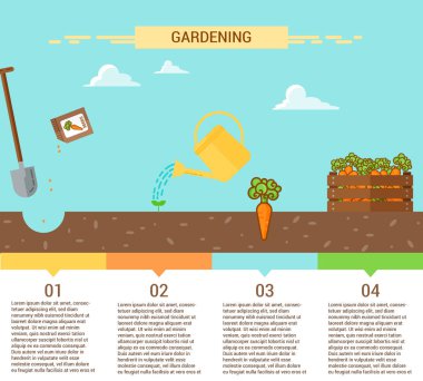 Infographic havuç sürecinin dikim ile büyüyen bitkiler. Büyüyen dört etap.