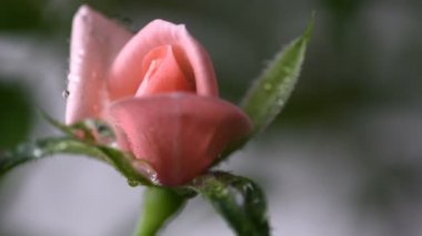 Ele, genç çiçek yakın görünümü kadar düşen su damlaları ile makro pembe gül. Arka plan bahar ve yaz. Seçici odak.