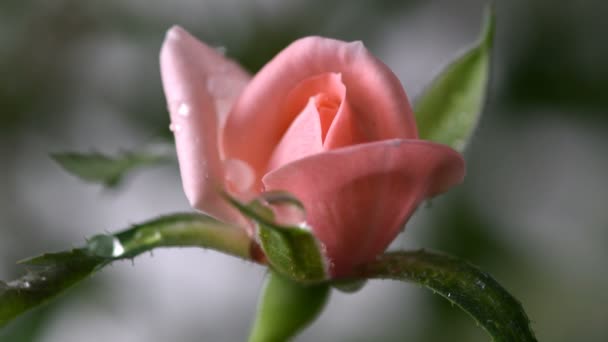 Makro Růžové Růže Kapkami Vody Klesá Nad Ním Mladý Květ — Stock video