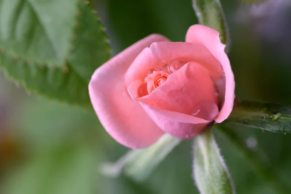 Makro růžové růže, mladý květ blízko pohled. Jaro na pozadí. Selektivní fokus. — Stock fotografie