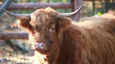 bir highiand inek