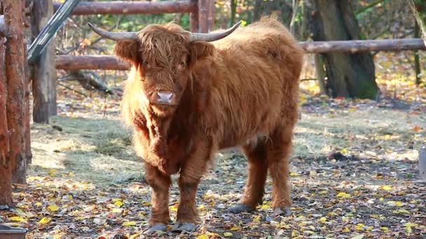 A highland cow — Stock Video