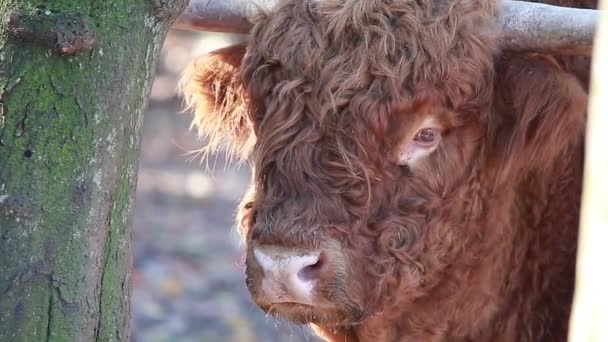 Portrait vache highiand — Video