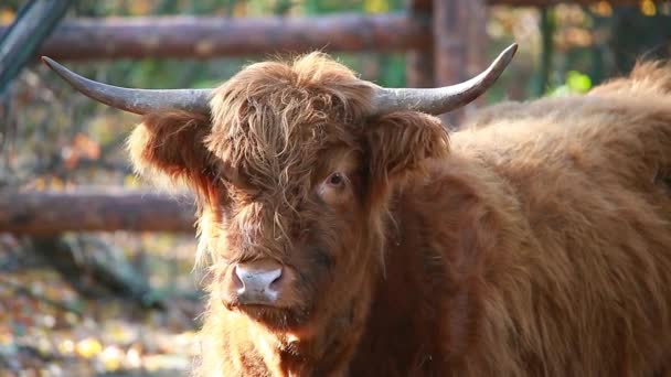 Portrait vache highiand — Video