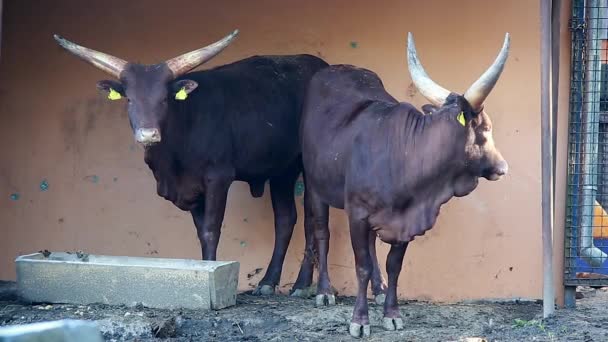 The Ankole-Watusi — Stock Video