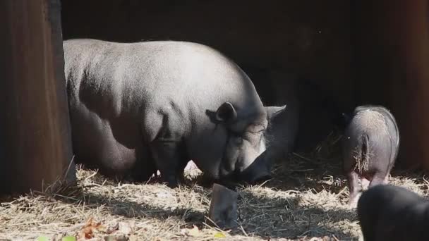 Cerdo y cerditos — Vídeos de Stock