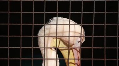 portre Pelikan bir kafes içinde
