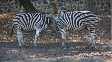 iki küçük Zebra 
