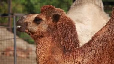 Hayvanat bahçesindeki deve