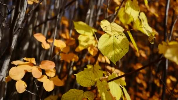 Herfst. film met bestaande mooie foto 's — Stockvideo