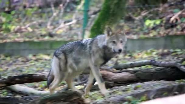 les loups qui courent  
