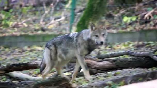 Os lobos em execução — Vídeo de Stock