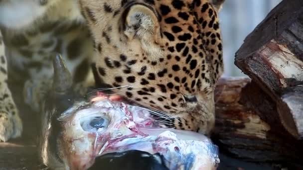 Леопард съедает голову коровы — стоковое видео