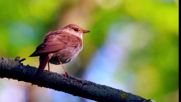 Nightingale énekel a fa — Stock videók