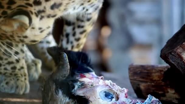 Leopard eats the head of a cow — Stock Video