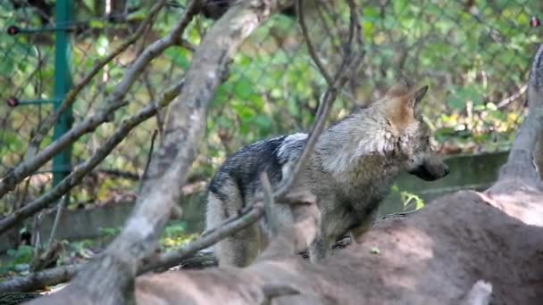 les loups qui courent  