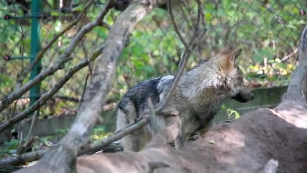 Os lobos em execução — Vídeo de Stock