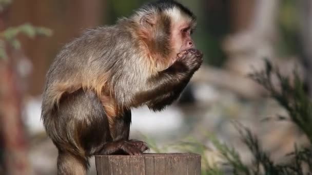 Monkey breaks nut — Stock Video