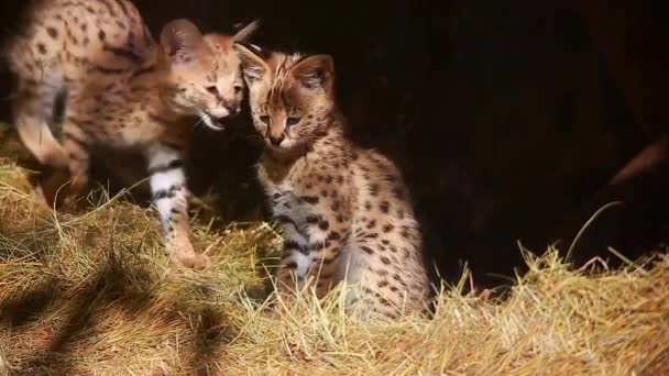 Children of a serval (Leptailurus serval) — Stock Video