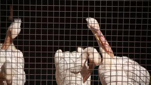 Três pelicanos em uma gaiola — Vídeo de Stock