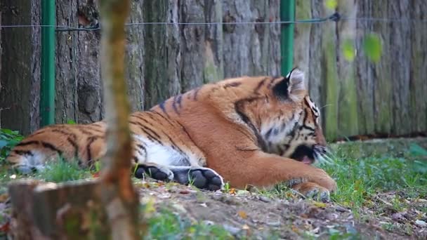 Der Tiger leckt eine Pfote — Stockvideo