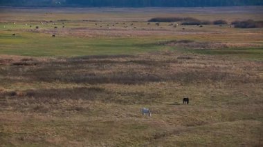 kırsal cinayet sebebi. at