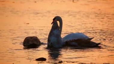 kırsal sebebi Kuğu 