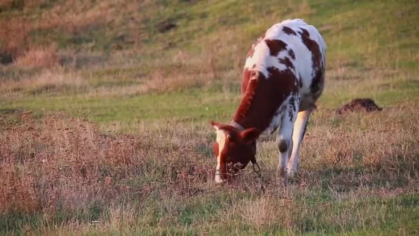 El motivo rural. toro — Vídeos de Stock