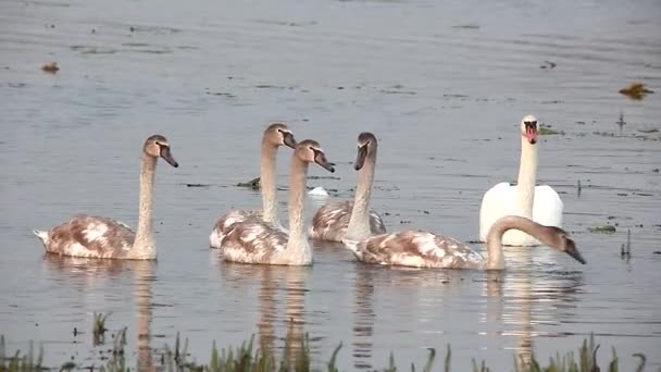 Лебеди на озере — стоковое видео