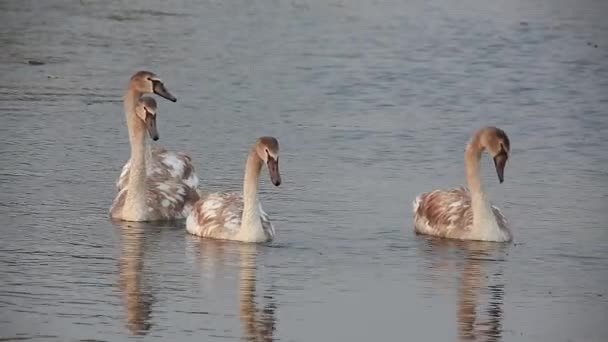 Лебеди на озере — стоковое видео