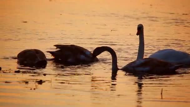 Cisnes de motivo rural — Vídeos de Stock