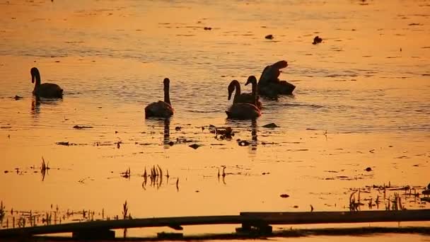 Landelijke motief zwanen — Stockvideo