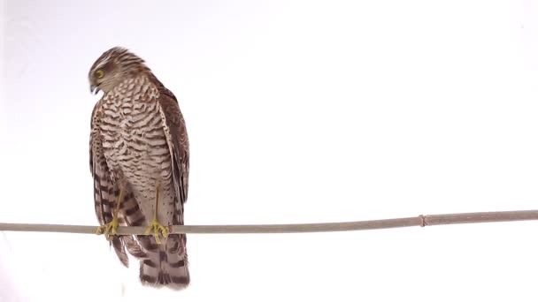 Falcon på en vit — Stockvideo