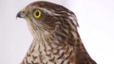 bir beyaz portre Şahin 