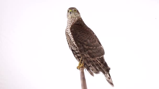 Falcon on a white — Stock Video