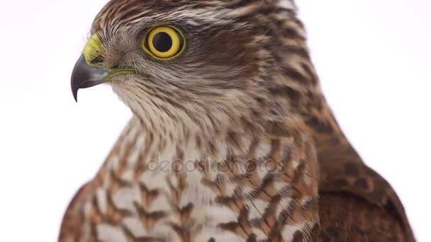 Porträtt falcon på en vit — Stockvideo