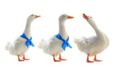 bir beyaz beyaz ördek