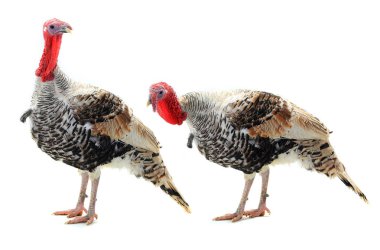 bir beyaz üzerine iki hindi