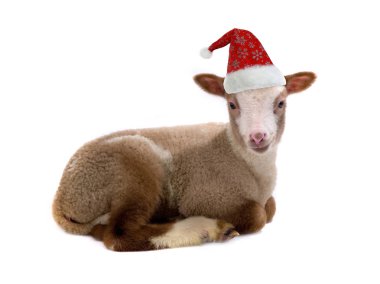  Noel Baba kırmızı kap koyun üzerinde
