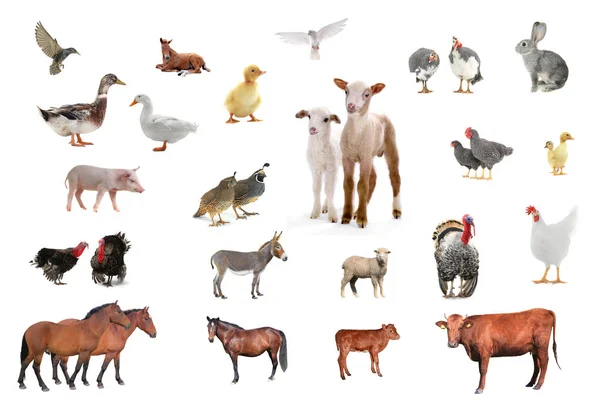 Hospodářská zvířata na bílém — Stock fotografie